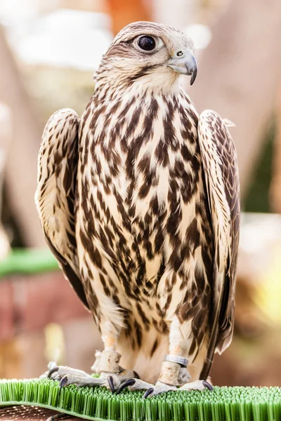 Falcon — Stock Photo, Image