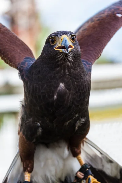 Listo para volar — Foto de Stock