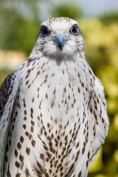 Pretty hawk — Stock Photo, Image