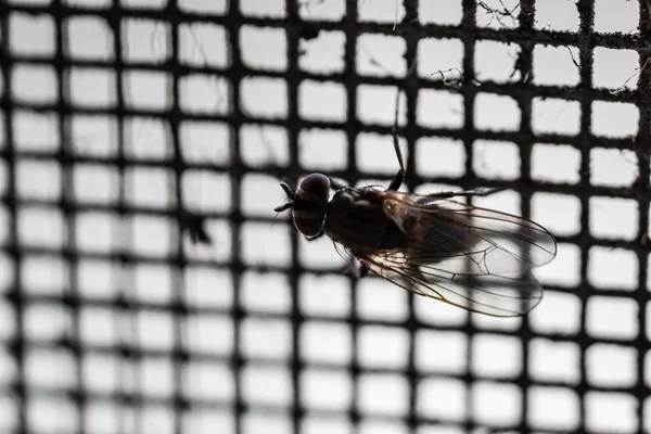 Macro mosca líquida — Fotografia de Stock