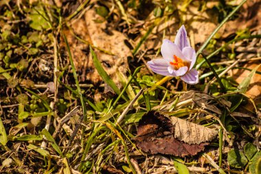 küçük kır çiçekleri
