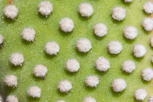 Macro di Opuntia — Foto Stock
