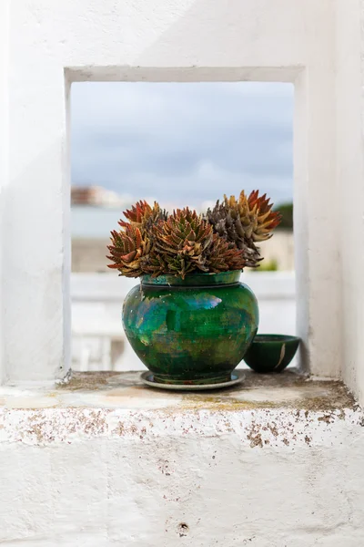 Cactus Pot — Stockfoto