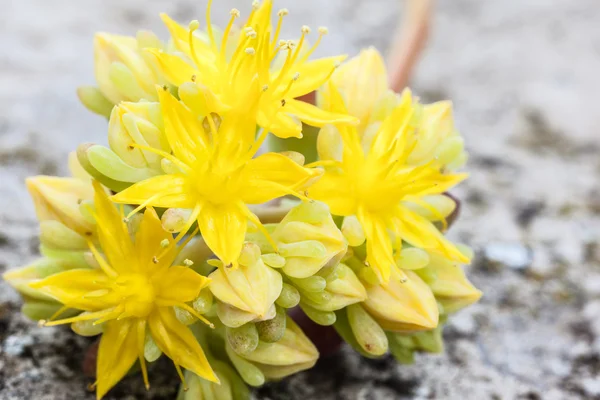 Cactus flower — Stock Photo, Image