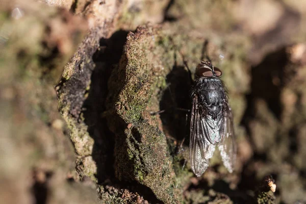 Makro fly — Stok fotoğraf