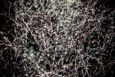 Thorn Bush