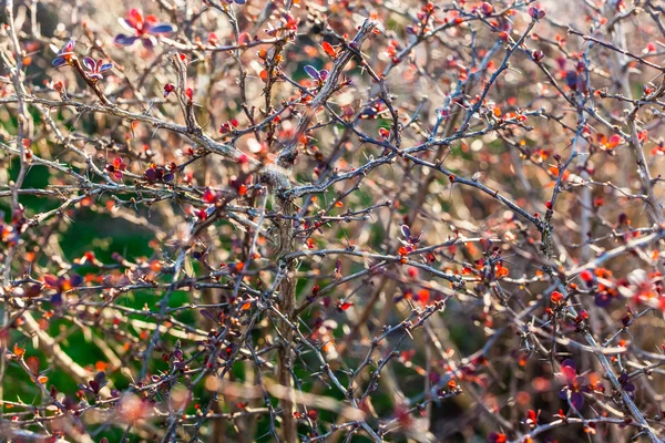 Espinhos — Fotografia de Stock