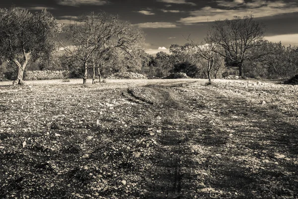 Campo preto e branco — Fotografia de Stock