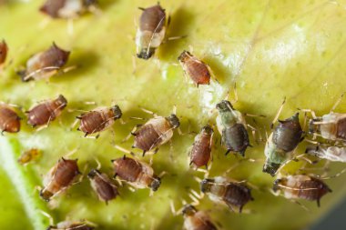 Aphids colony clipart
