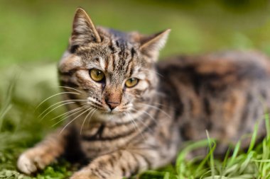 tatlı kedi