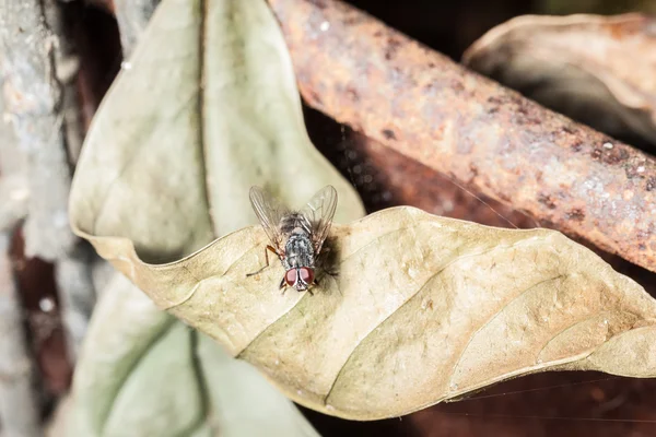 Descomposición — Foto de Stock