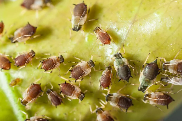 Aphids colony — Stock Photo, Image