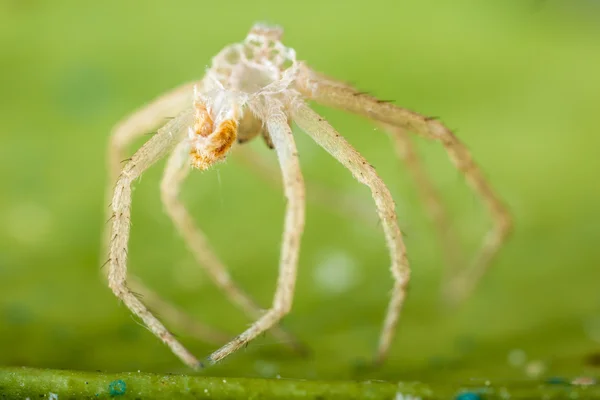 Devoured spider — Stock Photo, Image