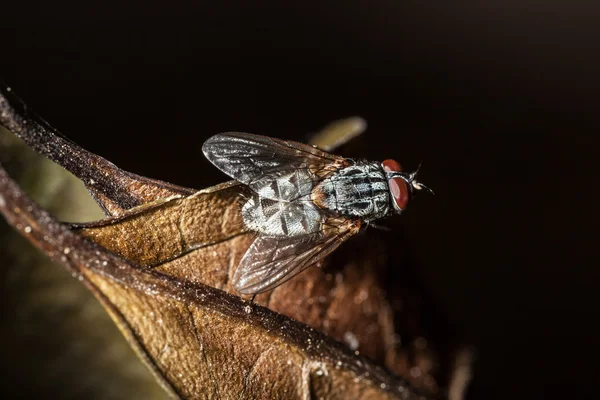 Fliege auf Blatt — Stockfoto