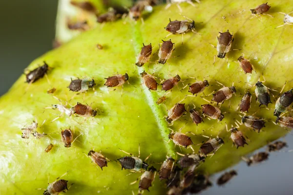 Aphids — Stock Photo, Image