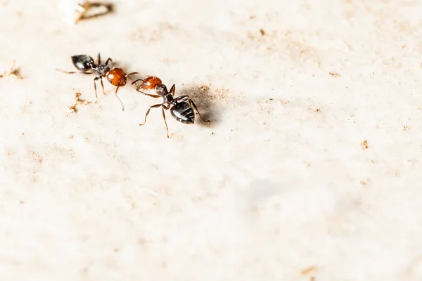 Two ants — Stock Photo, Image