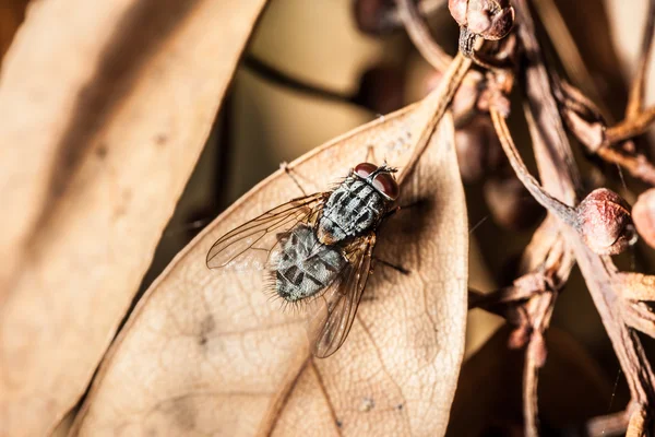 Fly on dead leaf — Stock Photo, Image