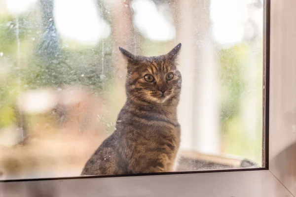 Cat at the window — Stock Photo, Image