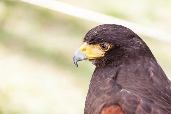 Falcon голова — стокове фото