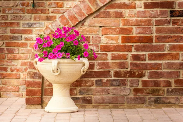 Pot Petunia — Stok Foto