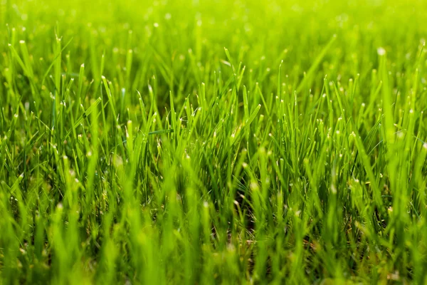 Grass — Stock Photo, Image