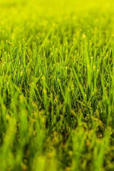Gras senkrecht — Stockfoto