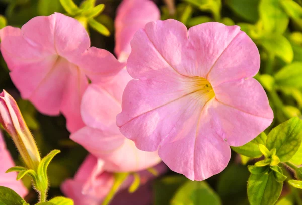 Petunia — Stock Photo, Image