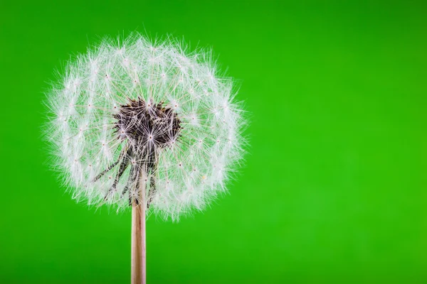 Dandelion on green — Stock Photo, Image