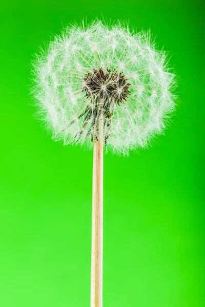 Dandelion on green vertical — Stock Photo, Image