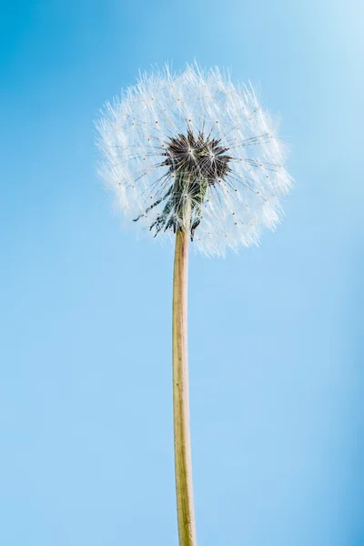 Dandelion บนสีฟ้า — ภาพถ่ายสต็อก