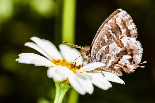 Butterfly — Stock Photo, Image