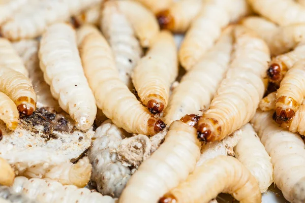 How to Kill Maggots and Get Rid of Infestation