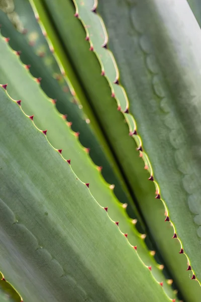 Agave — Foto Stock