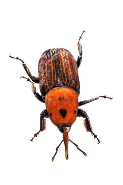 Kırmızı palmiye Weevil'ı