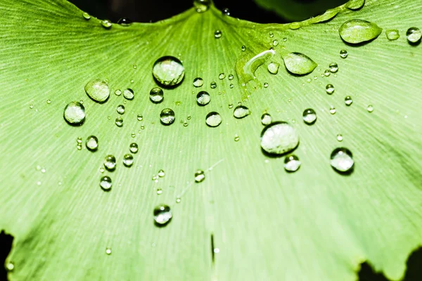 Dewdrops — Fotografie, imagine de stoc