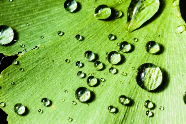 Gotas de rocío — Foto de Stock