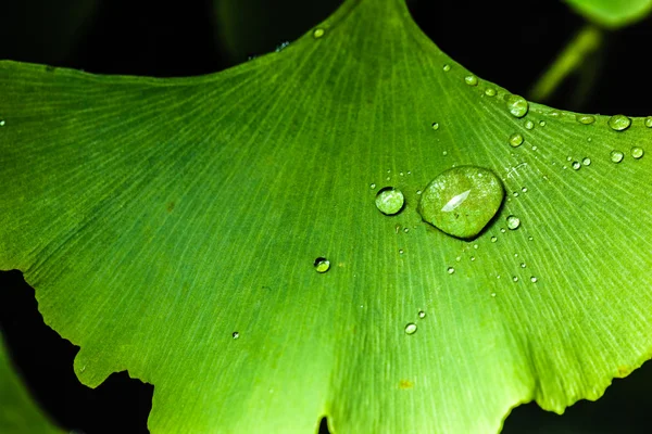 Caduta di rugiada — Foto Stock