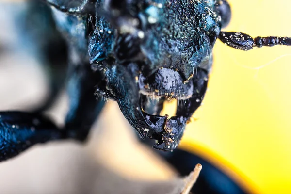 Челюсти жука — стоковое фото