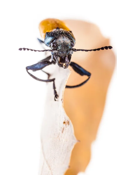 나뭇잎 위에 있는 딱정벌레 — 스톡 사진