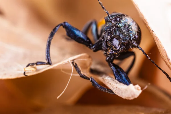 Hässlicher Käfer — Stockfoto