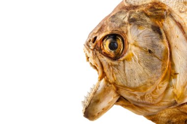 Piranha'nın baş