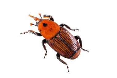 Palm Weevil'ı