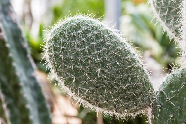 Prickly pear detail — Stock Photo, Image