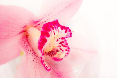 pembe orkide