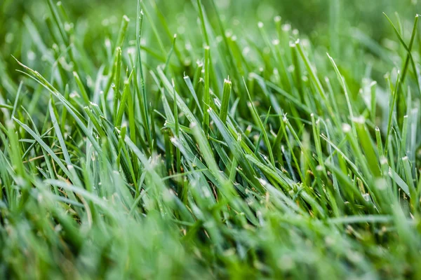 Groen gras groeit — Stockfoto