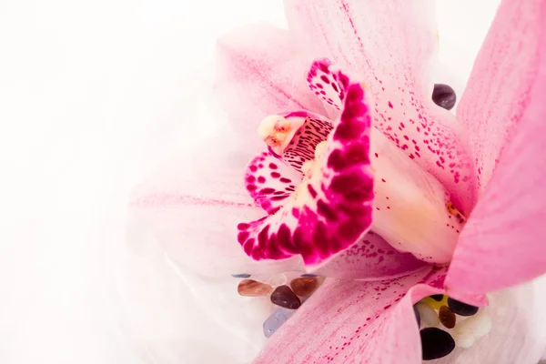 Küçük orkide — Stok fotoğraf