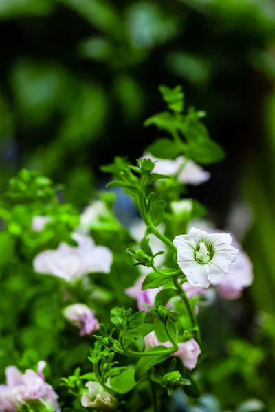 Garden — Stock Photo, Image