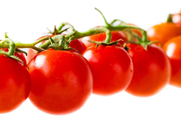 Gałąź pomidorów — Zdjęcie stockowe