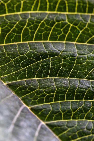 Plantas — Foto de Stock