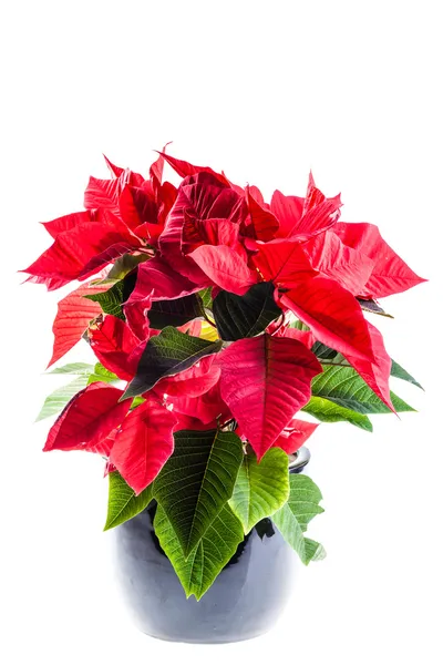 Potted poinsetta — Stock Photo, Image